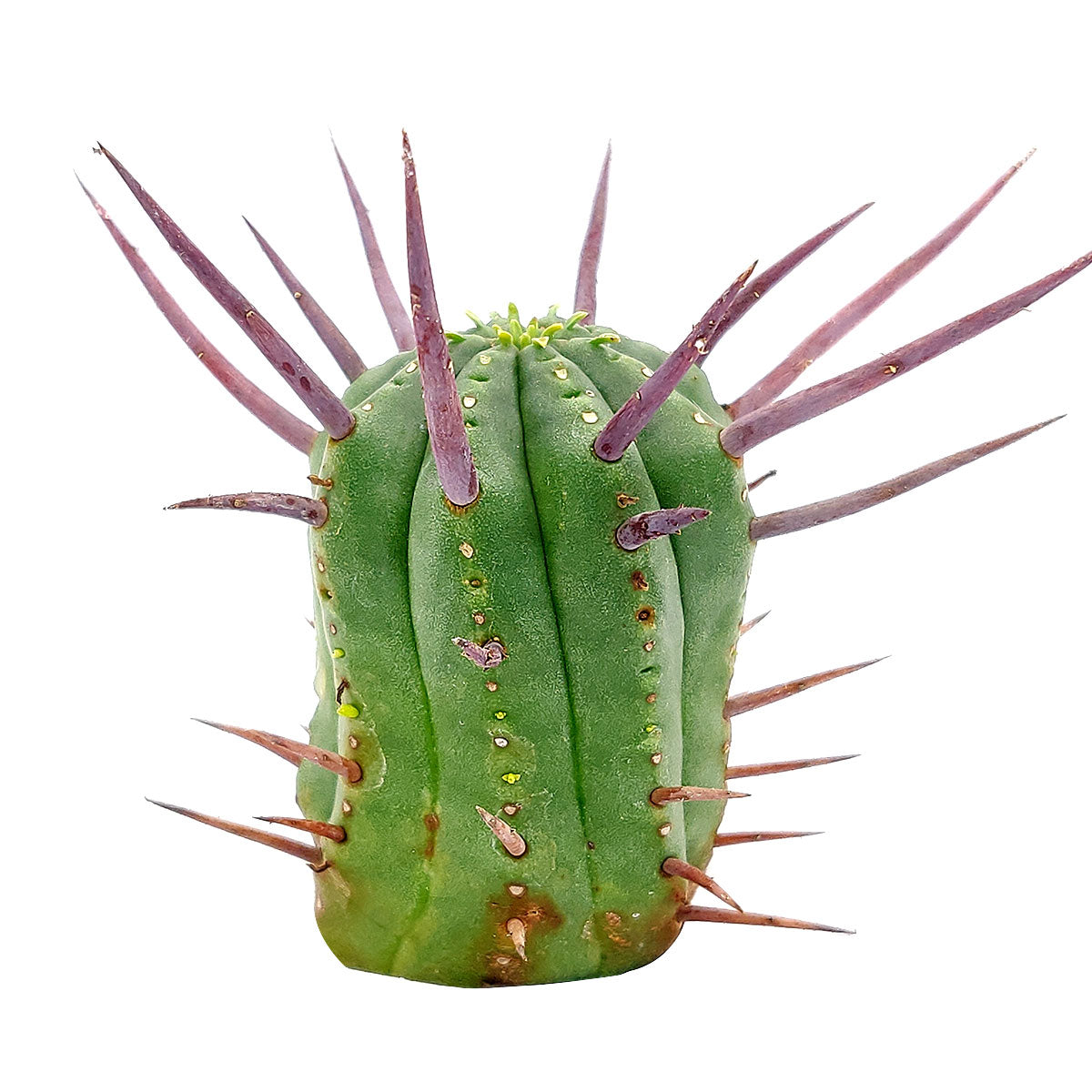 Euphorbia Enopla Cactus