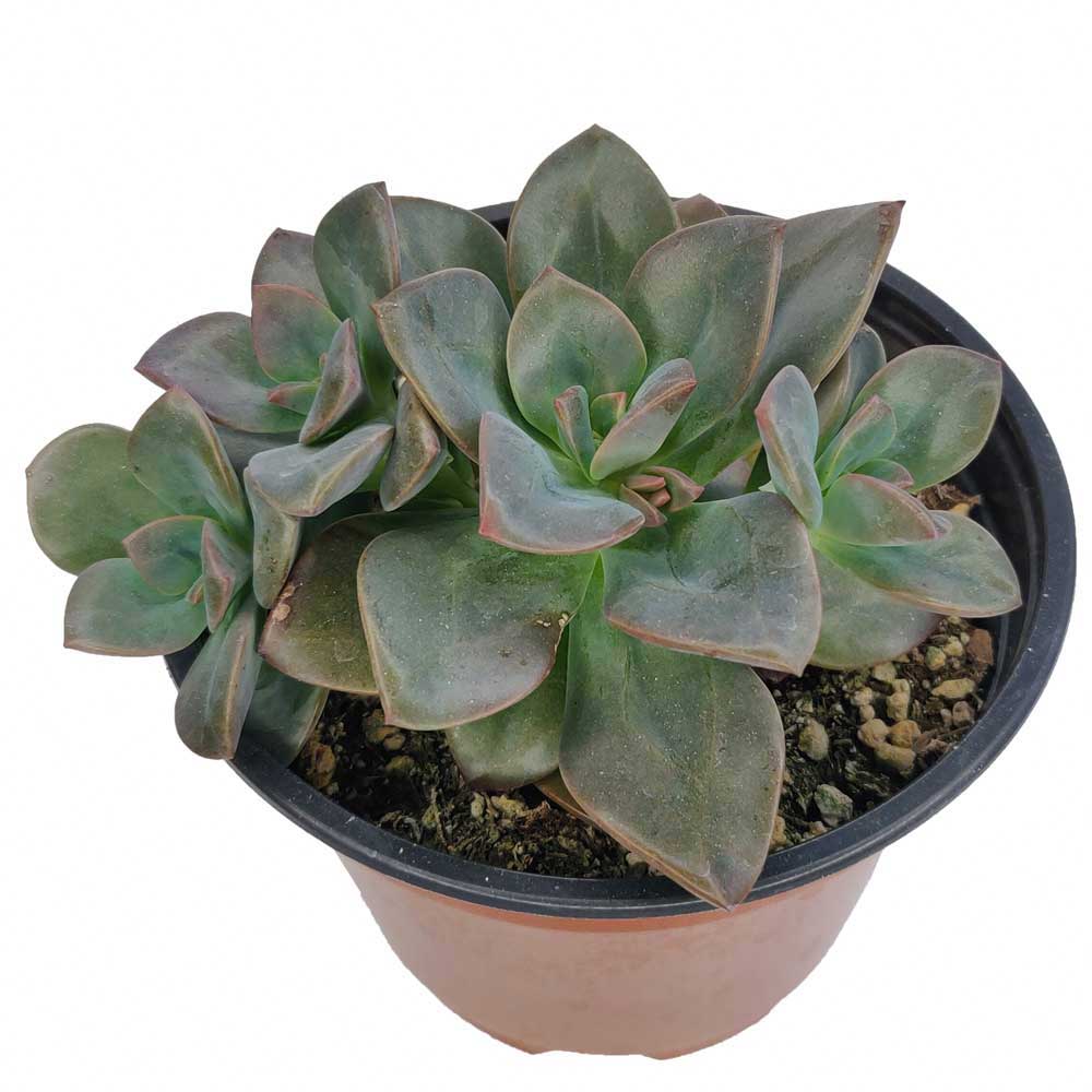 Echeveria Chroma Succulent