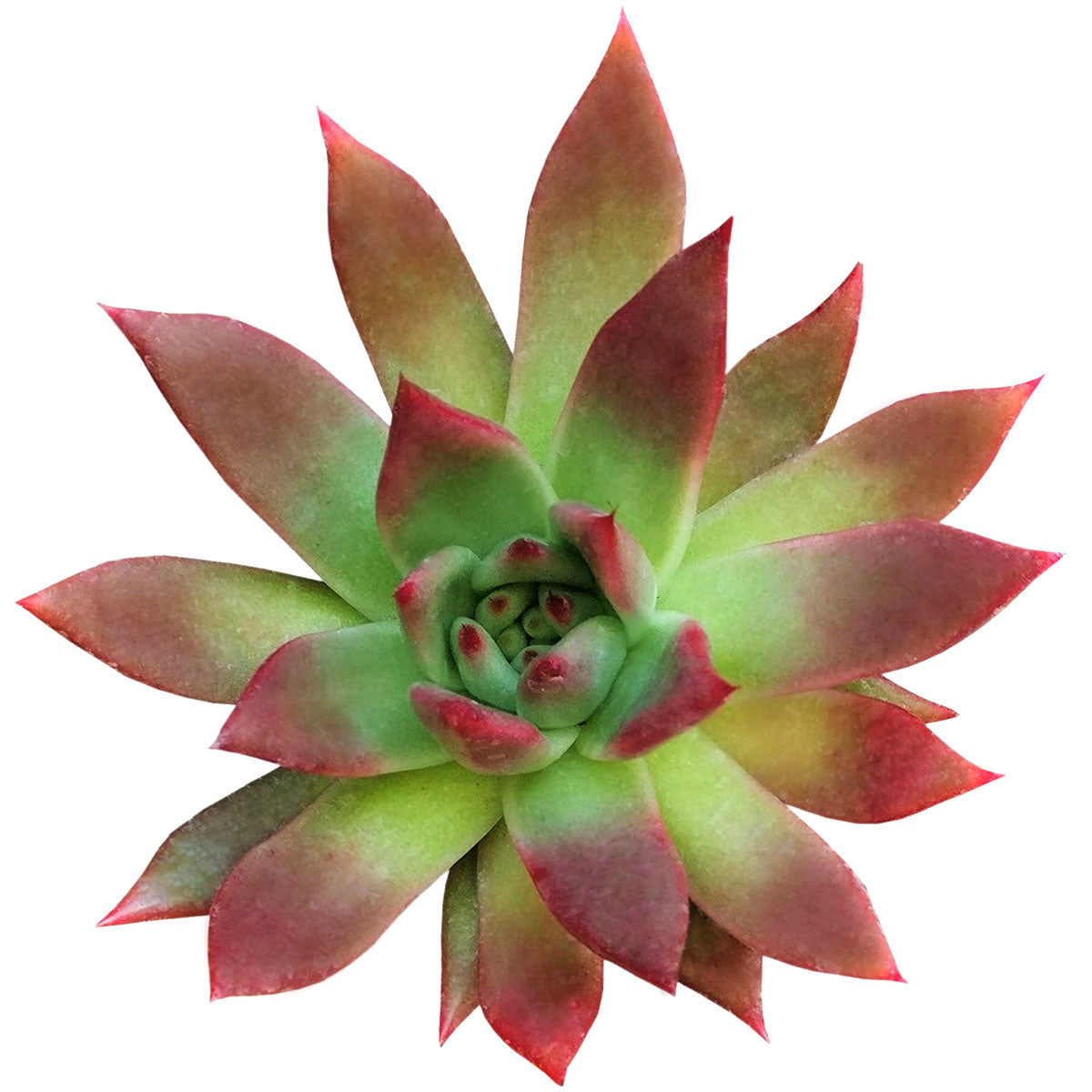 echeveria lipstick succulent Echeveria Agavoides Lipstick Succulent – Lovehopegrow