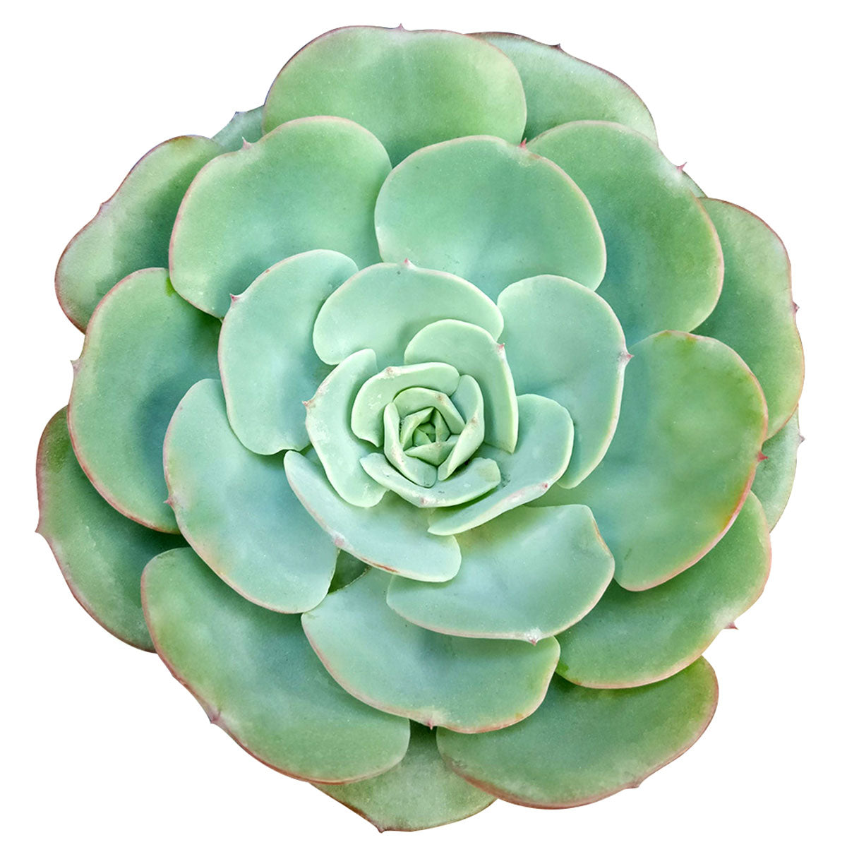 Echeveria Atlantis Succulent