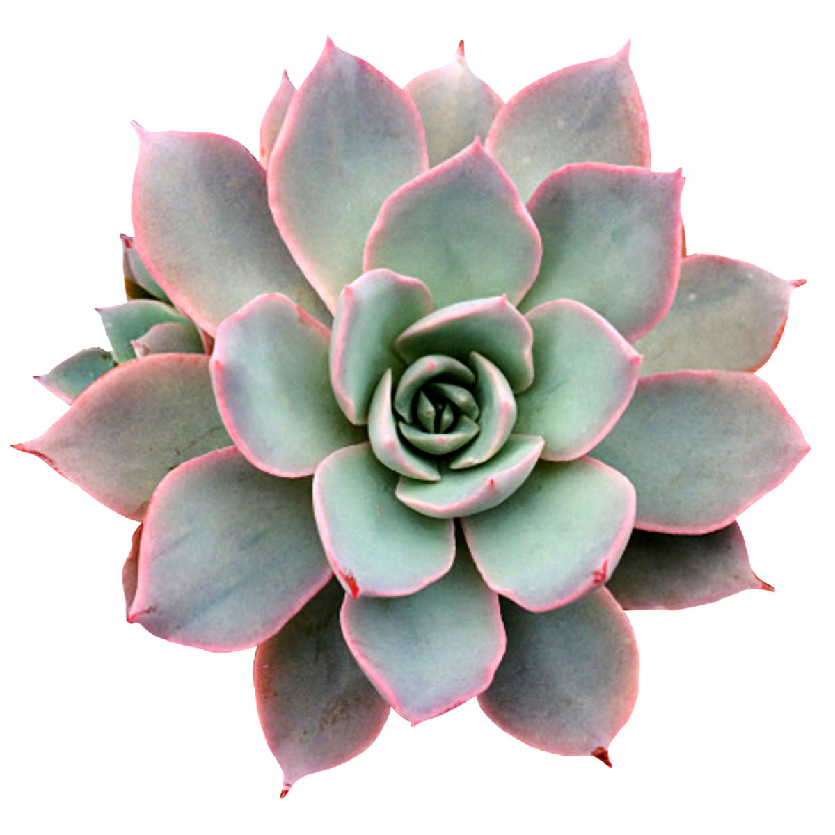 Echeveria Subsessilis Succulent