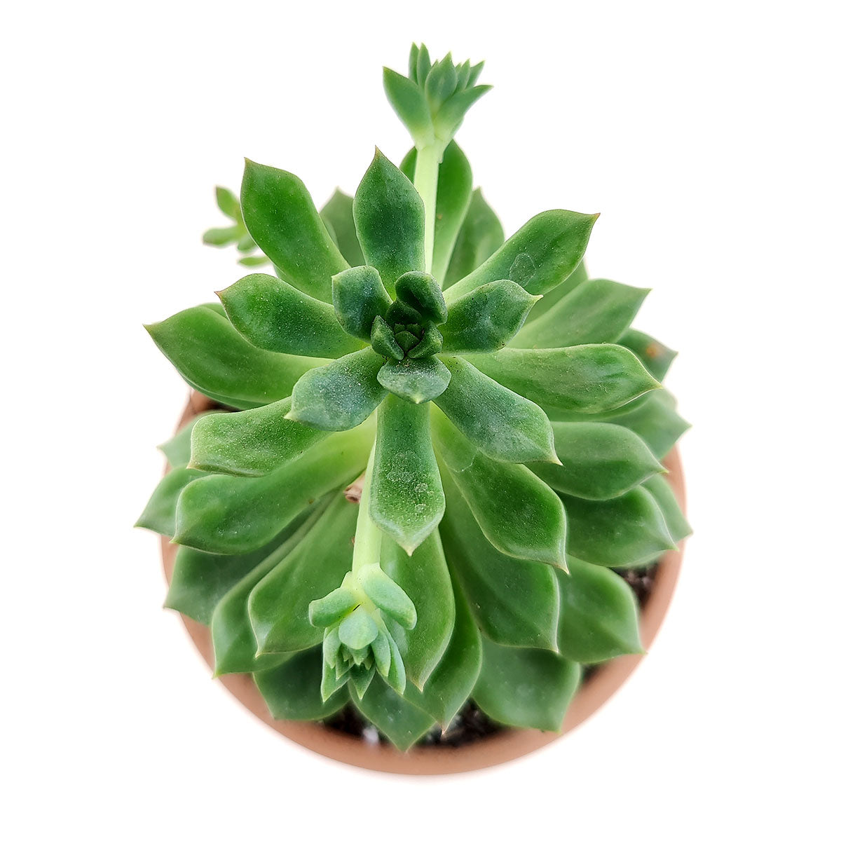 Echeveria Agavoides Christmas