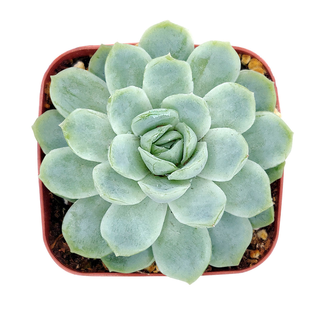 Echeveria Elegans Mexican Snowball