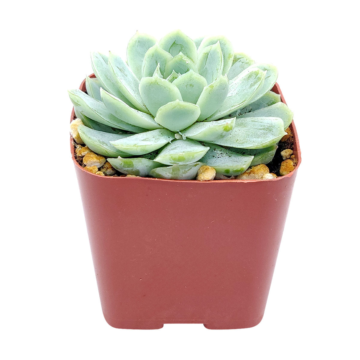 Echeveria Elegans Mexican Snowball