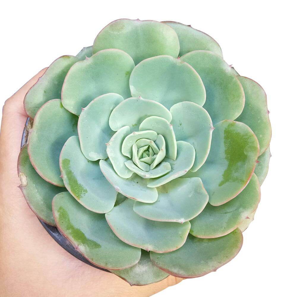 Echeveria Atlantis Succulent