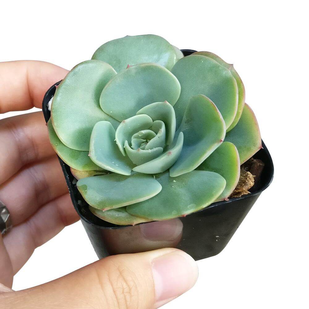 Echeveria Atlantis Succulent