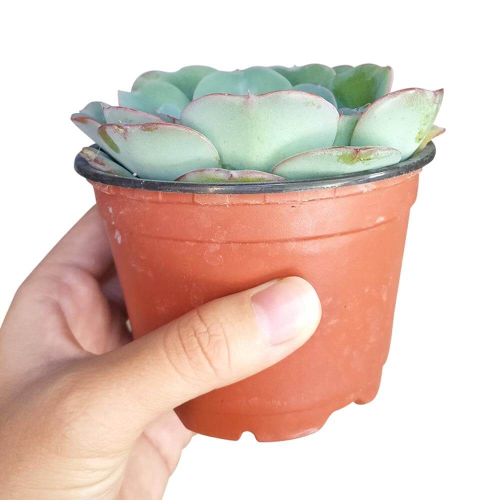 Echeveria Atlantis Succulent