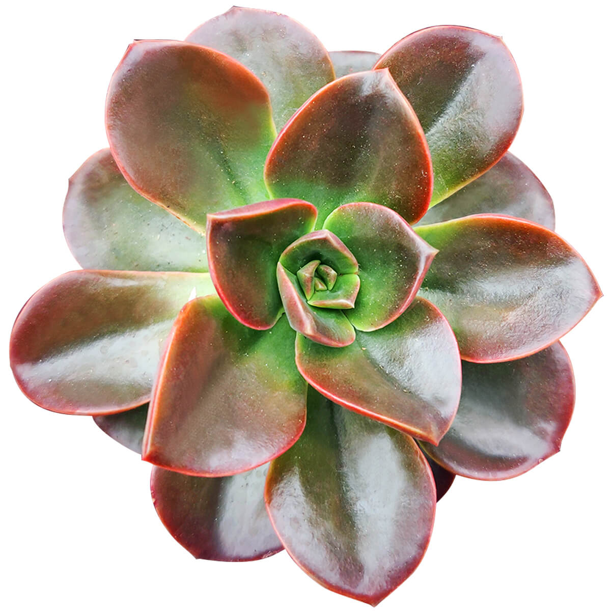 Echeveria Melaco Brown Rose