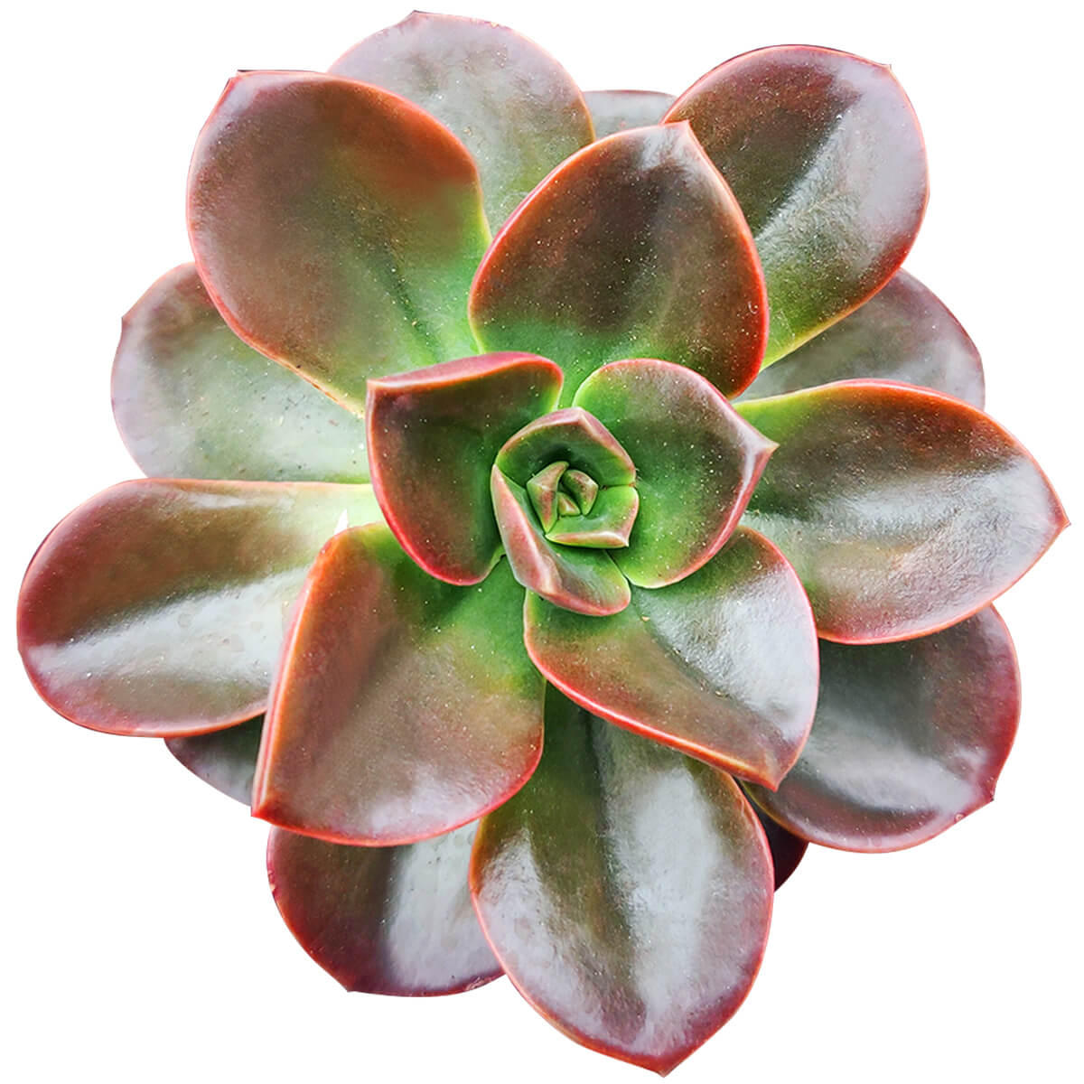 red color succulent Echeveria Melaco Brown Rose Succulent Plant