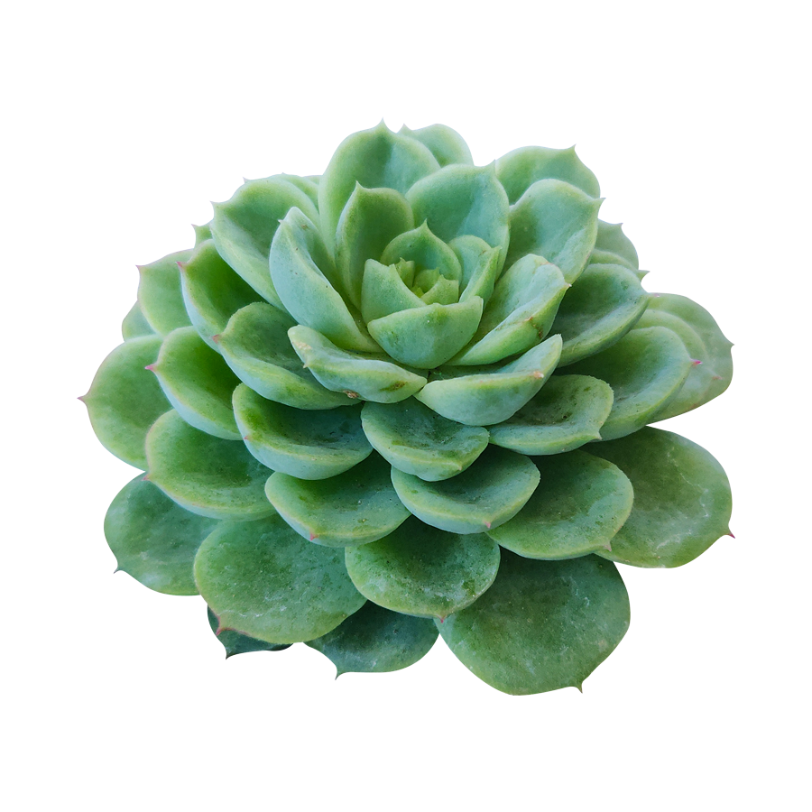 lime and chili succulent Echeveria Lime and Chili