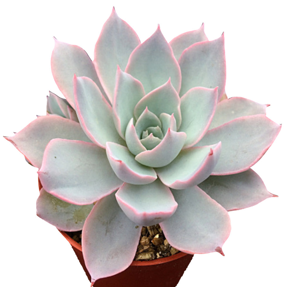 Echeveria Subsessilis Succulent