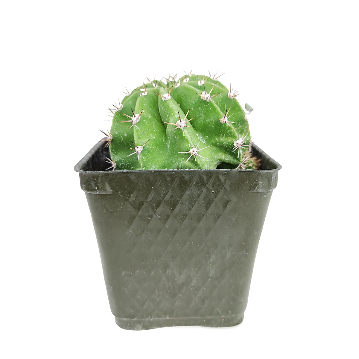 Echinopsis oxygona 'Easter Lily Cactus' – Lovehopegrow