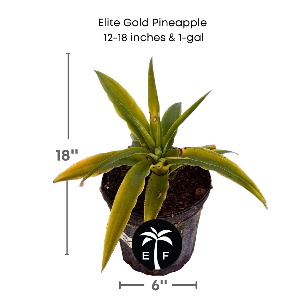 Elite Gold Pineapple Plant