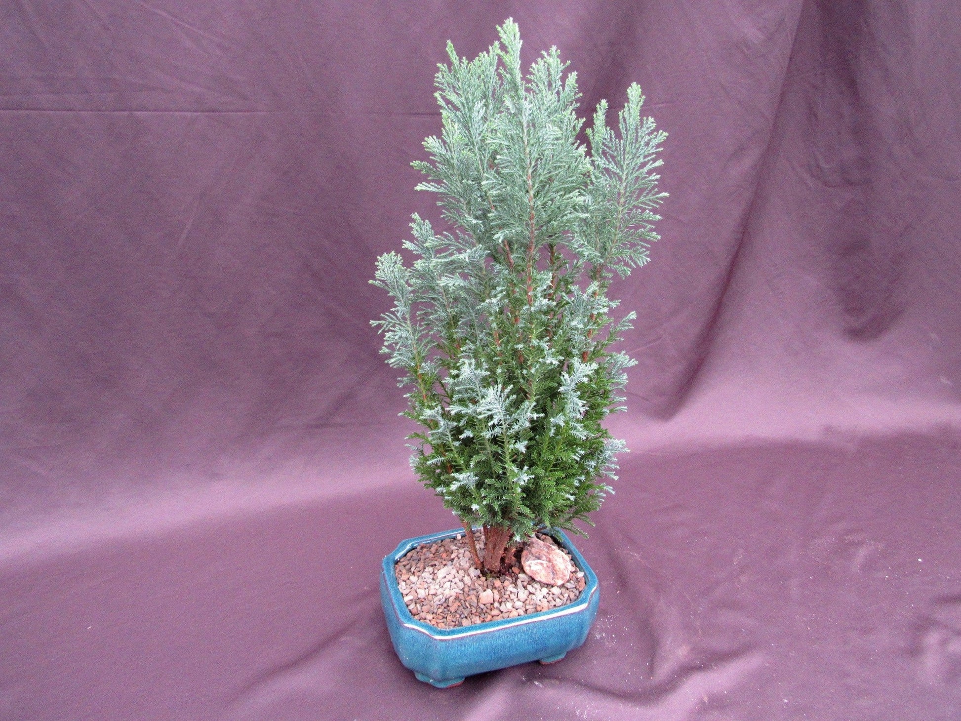cypress bonsai tree for sale European Cypress Bonsai Tree – Hardy Mediterranean Indoor & Outdoor
