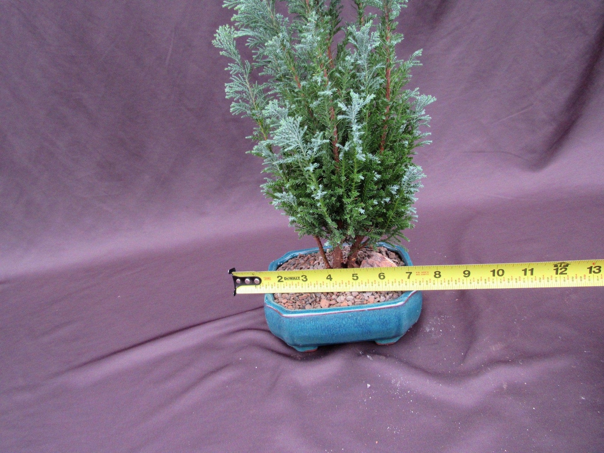 european cypress tree bonsai European Cypress Bonsai Tree – Hardy Mediterranean Indoor & Outdoor