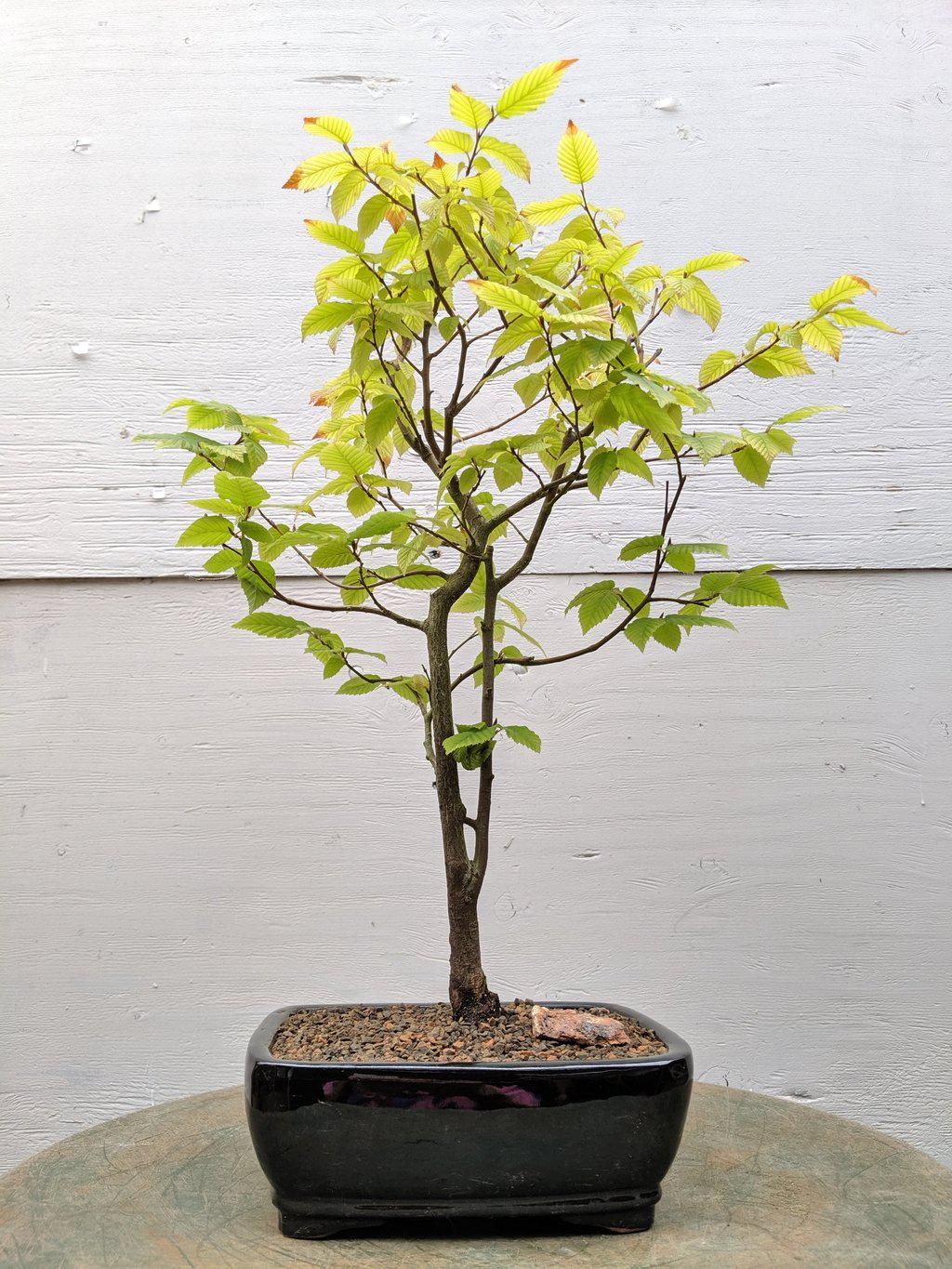european tree bonsai European Hornbeam Bonsai Tree – Lovehopegrow