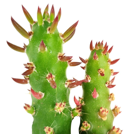 Eve's Needle Cactus