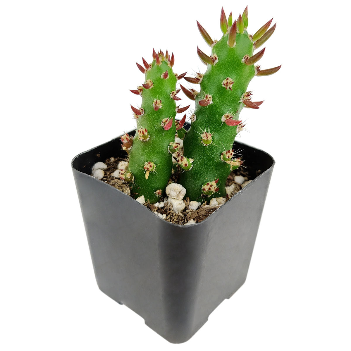 Eve's Needle Cactus