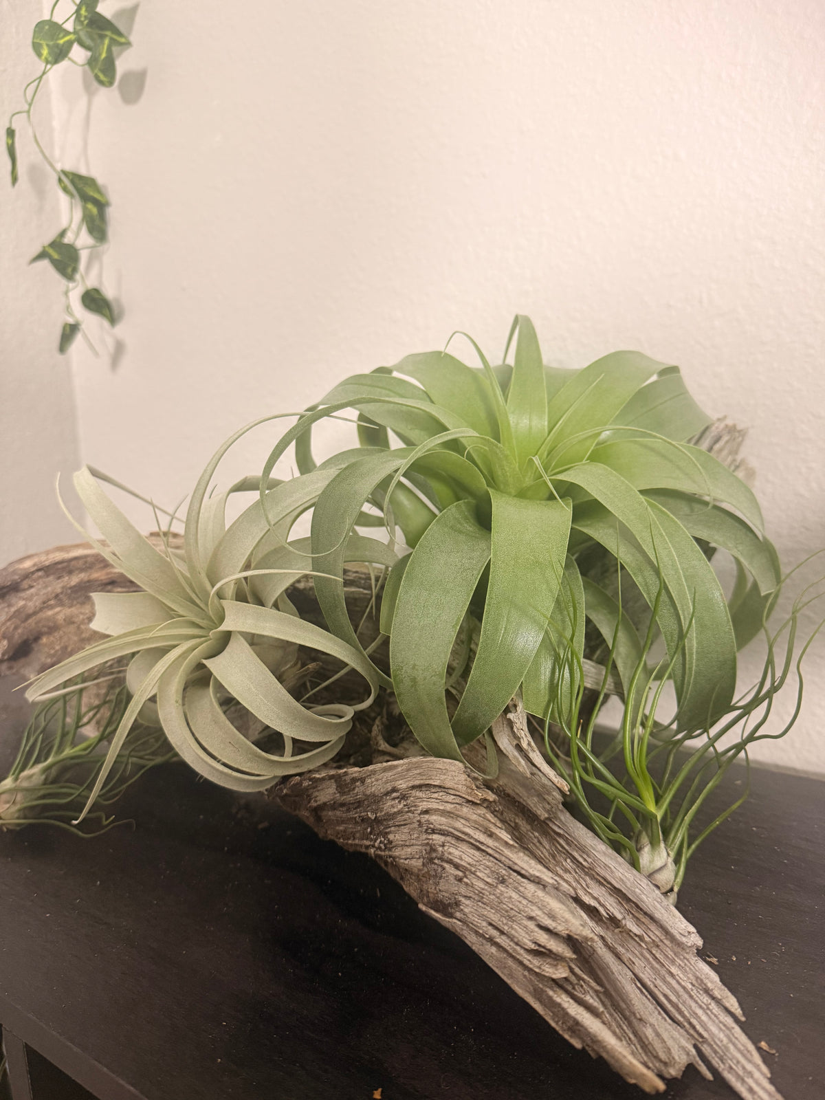 Samantha - Tillandsia 'Samantha' - Rare Hybrid Air Plant - No Soil Plant - Low Light Tolerant - indoor air plant - bromeliad -rare Tillandsia