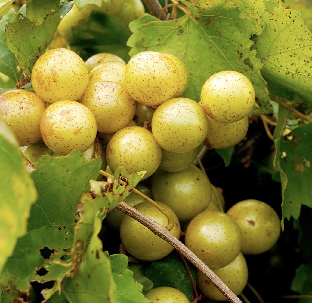 Carlos Muscadine Grape