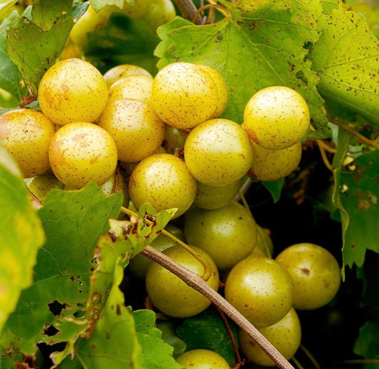 Carlos Muscadine Grape