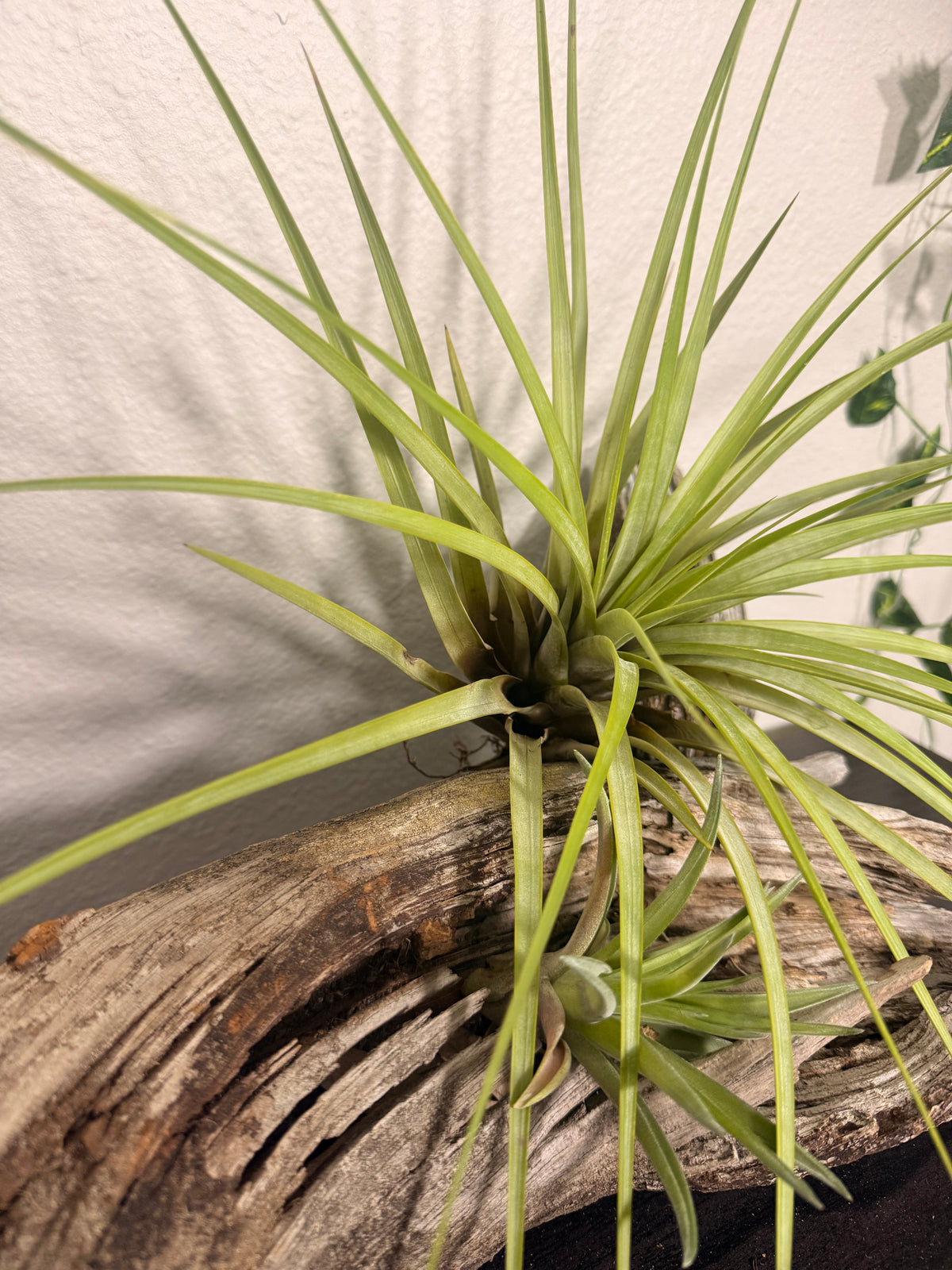 Fasciculata - 7 to 9 Inches - Long Striking Leaves - Tropical Indoor Houseplant - Bright Light - Large Air Plant - Easy Care