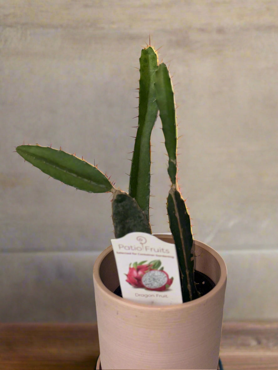 Dragon Fruit Patio Cactus - Organic - Container Gardening - Night Blooming - Easy to Grow Cactus - Tropical Climbing Cactus