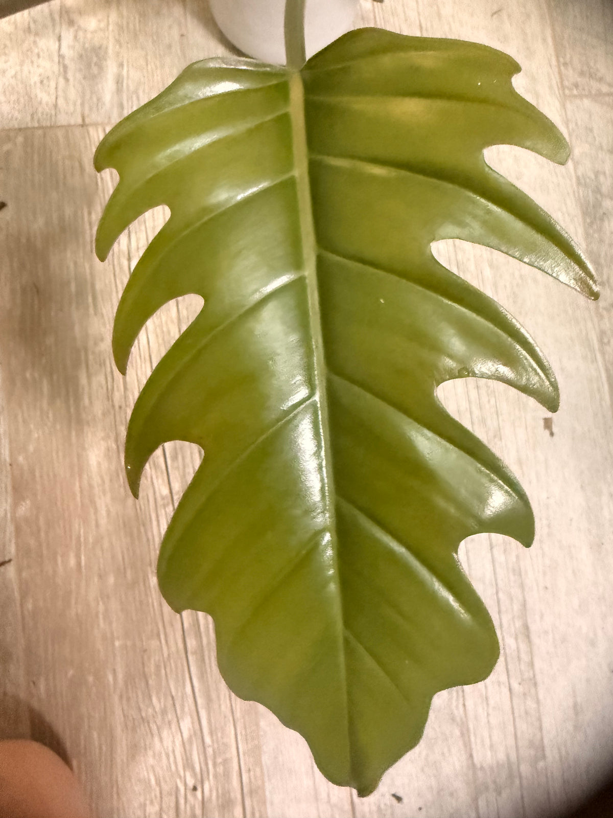 Philodendron Choco Empress - Chocolate Philodendron - Dark Leaf Philodendron - Large Leaf Houseplant - Easy Care Aroid - Indoor Tropical Houseplant -