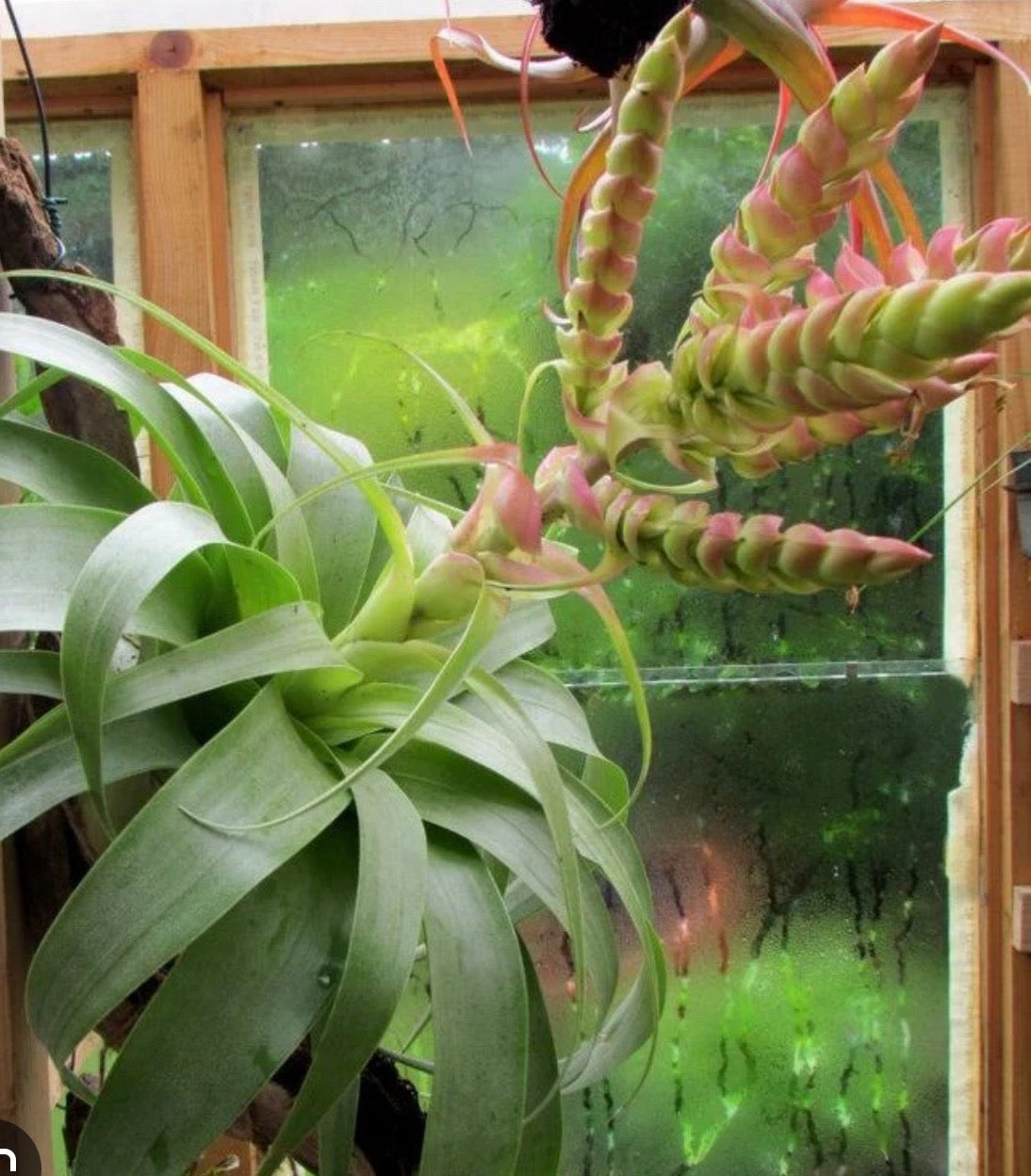 Samantha - Tillandsia 'Samantha' - Rare Hybrid Air Plant - No Soil Plant - Low Light Tolerant - indoor air plant - bromeliad -rare Tillandsia