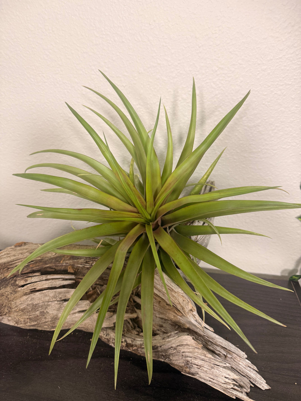 Capitata Red - 10 to 12 Inches - Large Full Air Plant - Red Leaf Flush When Blooming - Indoor Tropical Air Plant - Easy Care - Moderate to Bright Light Tolerant - Air Purifying - Unique and Rare Houseplant