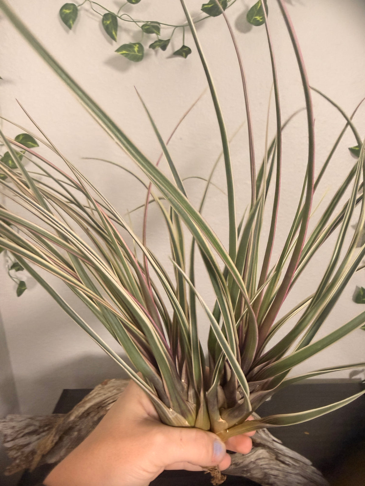 Cyanea Variegata -10 to 12 Inches - Cream and Green Variegated Grass Air Plant - Hot Pink Leaf Flush in Bloom - Long Slender Leaves - Hybrid - Easy Care Indoor Tropical