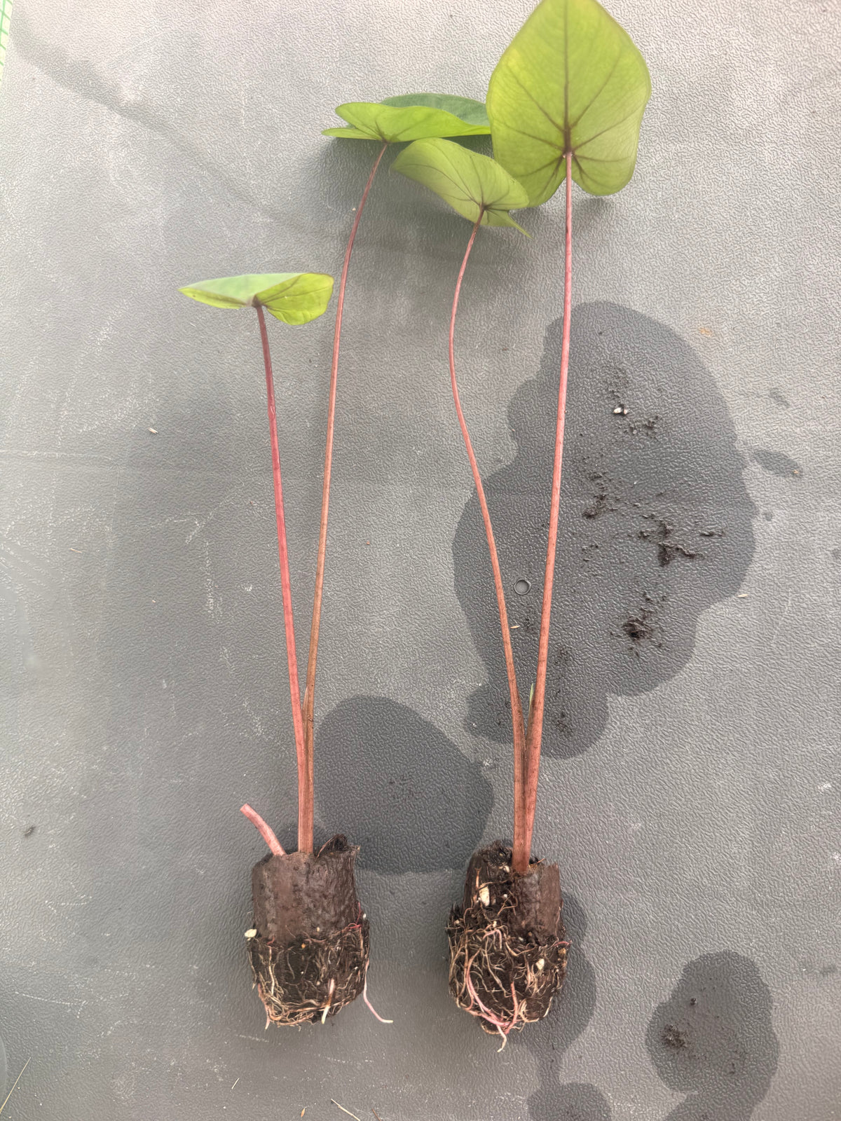Garden Plugs