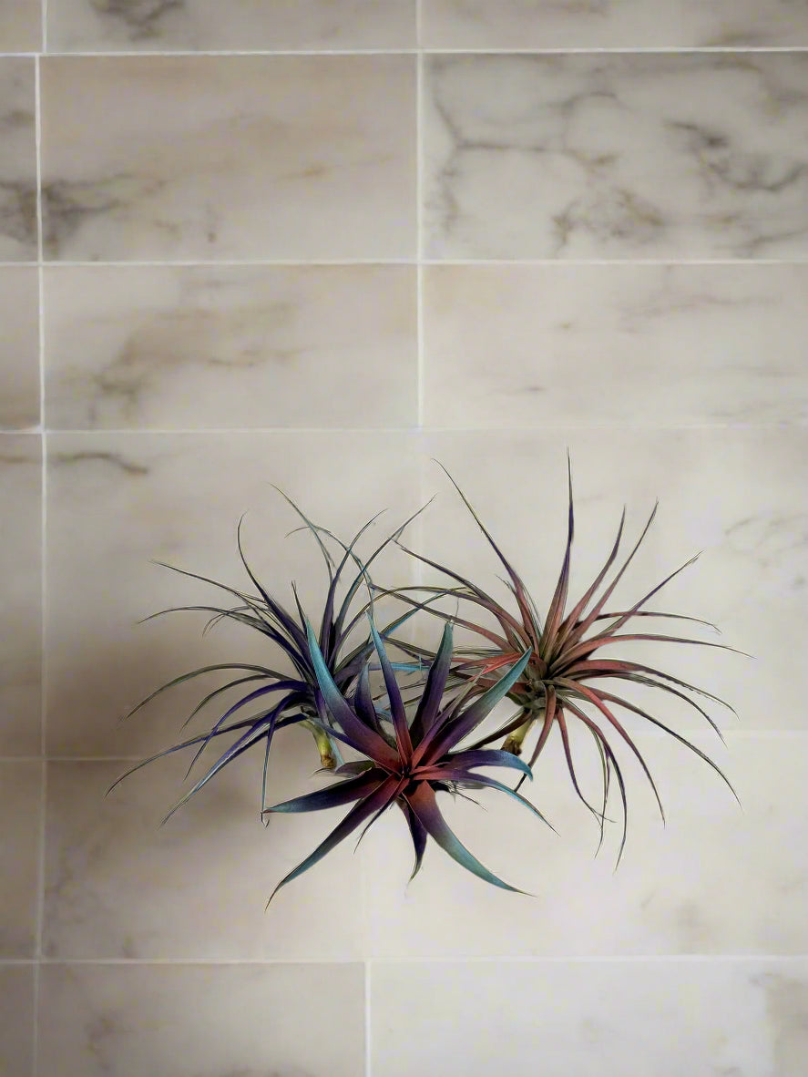 3 Pack Summer 2025 Air Plants - Air Purifying - No Dirt Needed - Air Plant - Easy Care Indoor Plant - Colorful Decoration Plant