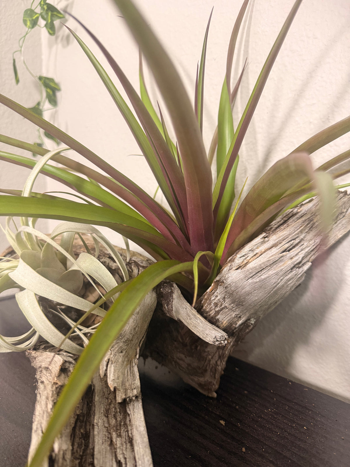 Antonio - Rare Hybrid Air Plant - 10 to 12 Inches - No Soil Required - Indoor Tropical Houseplant - Deep Maroon to Purple Leaf Flush - Hot Pink Blooms - Easy Care - Medium to Bright Light