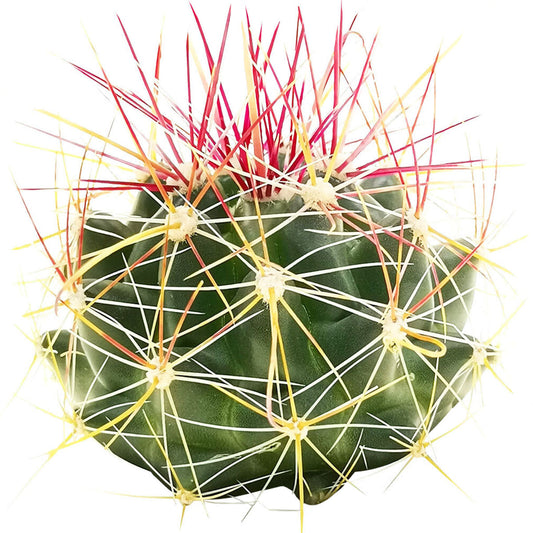 Ferocactus Hamatacanthus Cactus