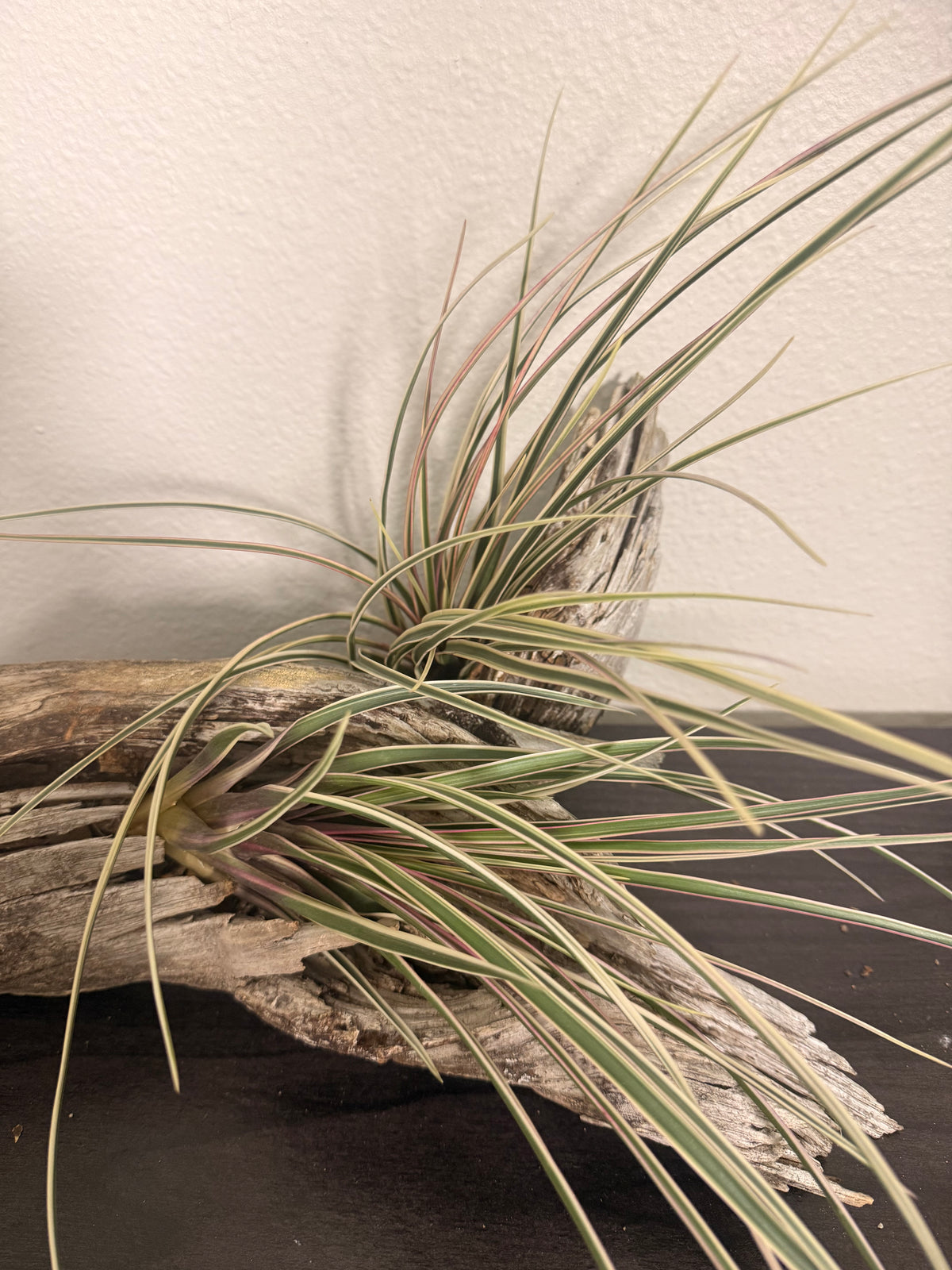 Cyanea Variegata -10 to 12 Inches - Cream and Green Variegated Grass Air Plant - Hot Pink Leaf Flush in Bloom - Long Slender Leaves - Hybrid - Easy Care Indoor Tropical