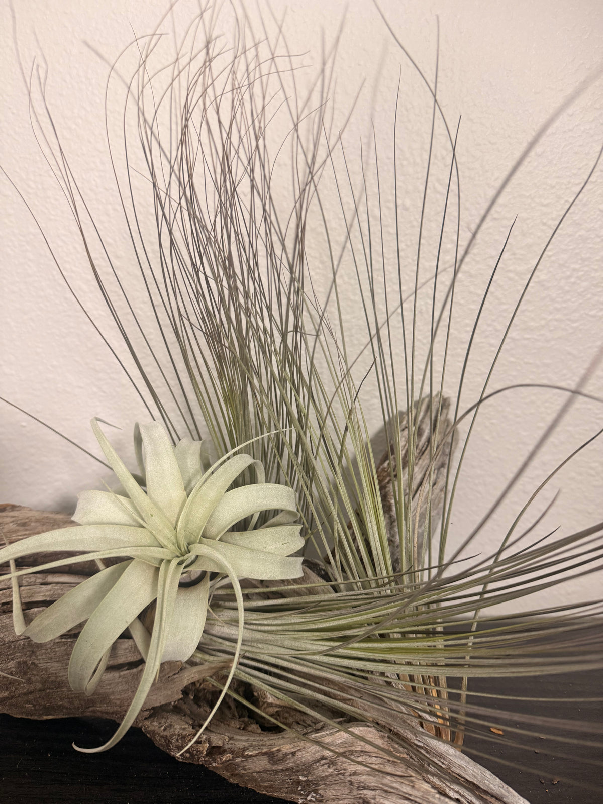 Tillandsia Juncea 3 Pack Air Plants - 7 to 10 Inches - Long Grass Air Plants - Easy Maintenance - Large Leaf Air Plant - Indoor Houseplant - Tropical