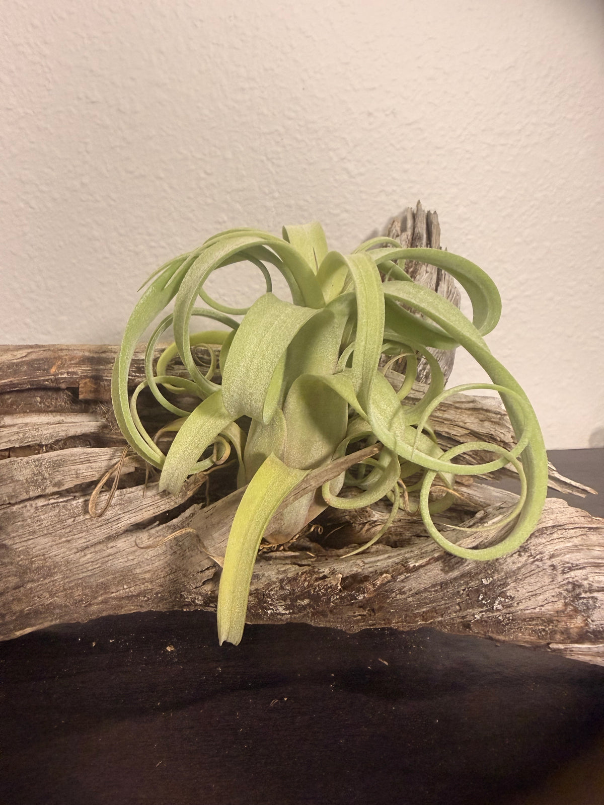Curly Slim - Compact Air Plant - 5 to 7 Inches - Curling Leaves - Tillandsia - No Soil Required - Whimsical Features - Easy Care