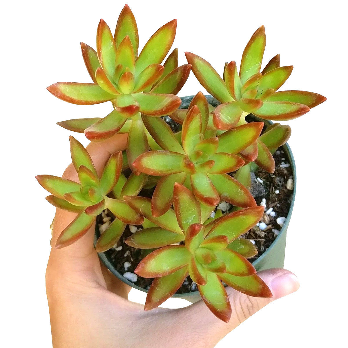 Sedum Fire Storm Succulent