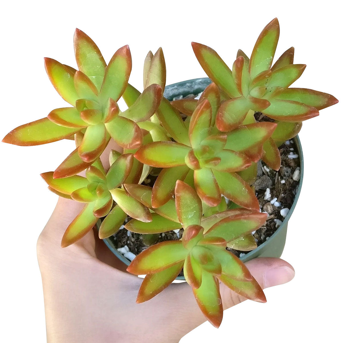 Sedum Fire Storm Succulent