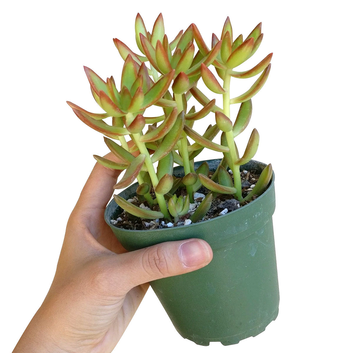 Sedum Fire Storm Succulent