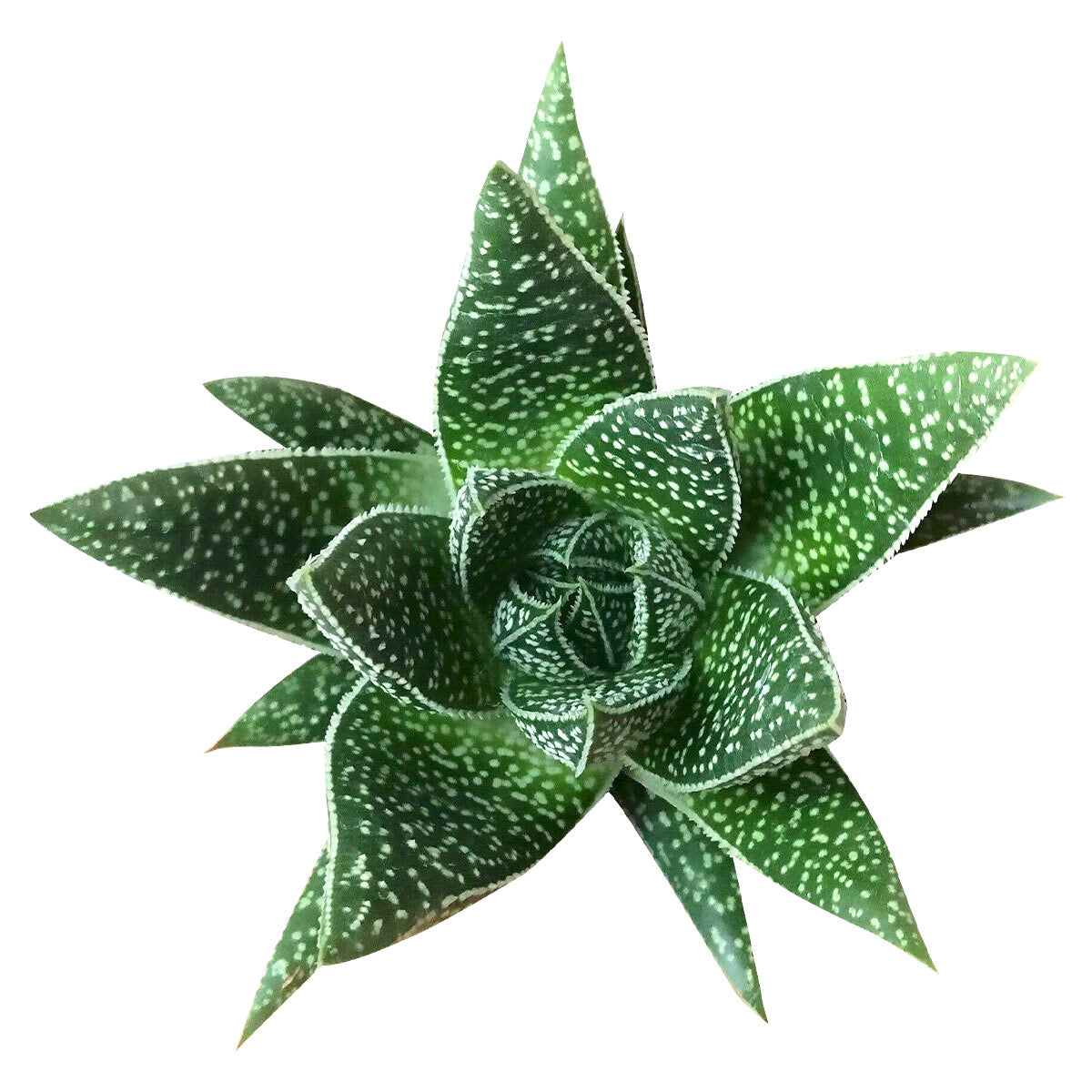 aloe vera plant with white spots Gasteria Flow Spiky Aloe – Lovehopegrow