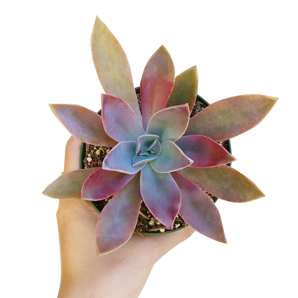Graptoveria Fred Ives