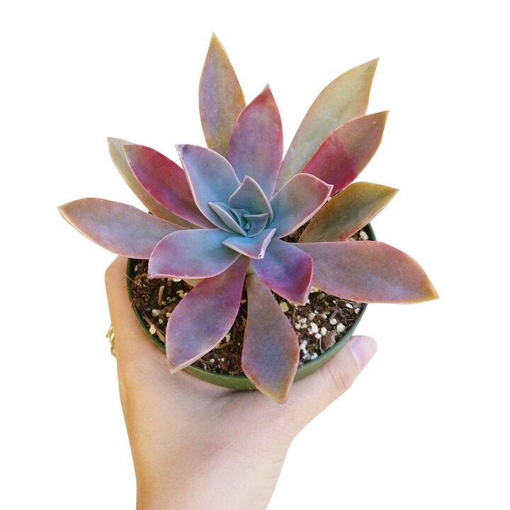 Graptoveria Fred Ives