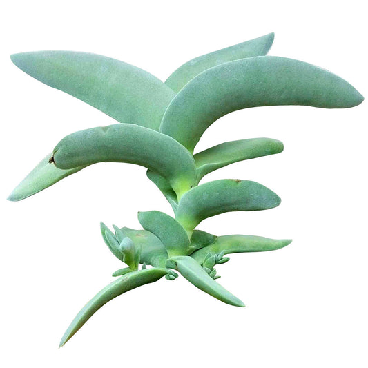 Crassula Falcata Propeller Plant