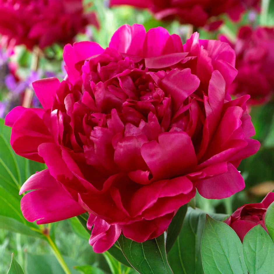 Peony 'Felix Krause'