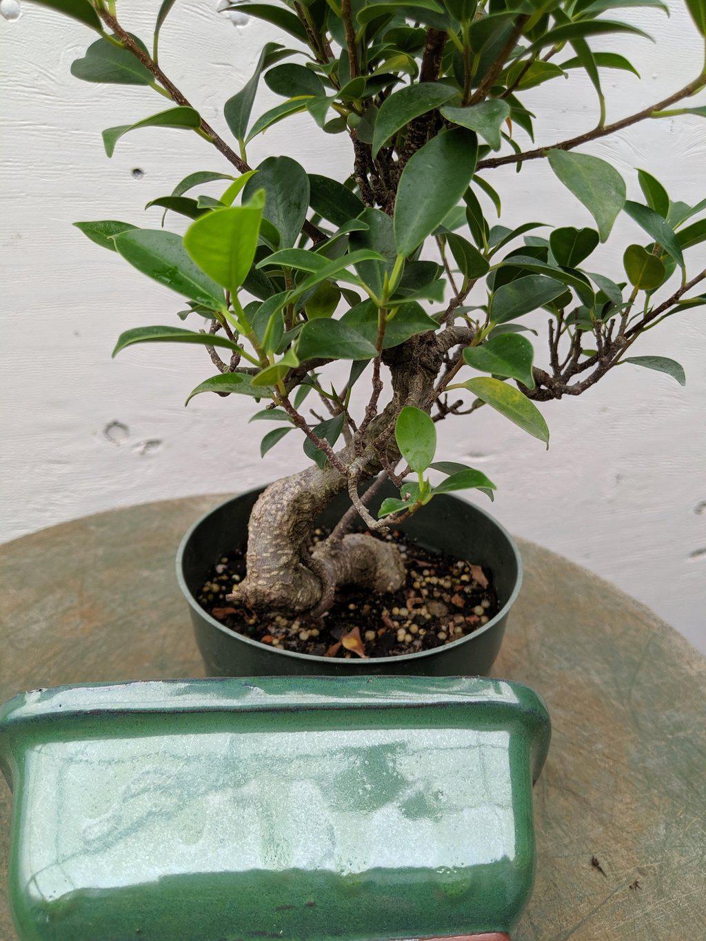 ficus retusa bonsai tree Ficus Retusa Pre Bonsai Tree – Lovehopegrow