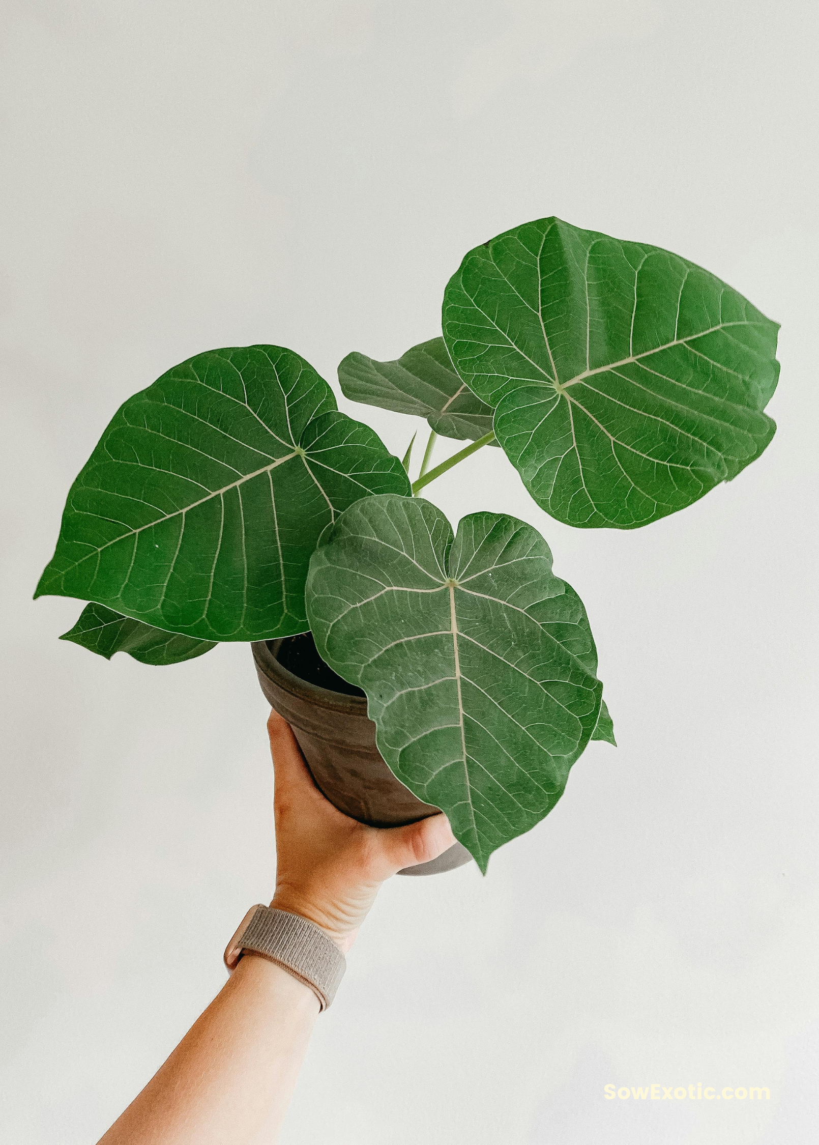 lovehopegrow.com Rock Fig