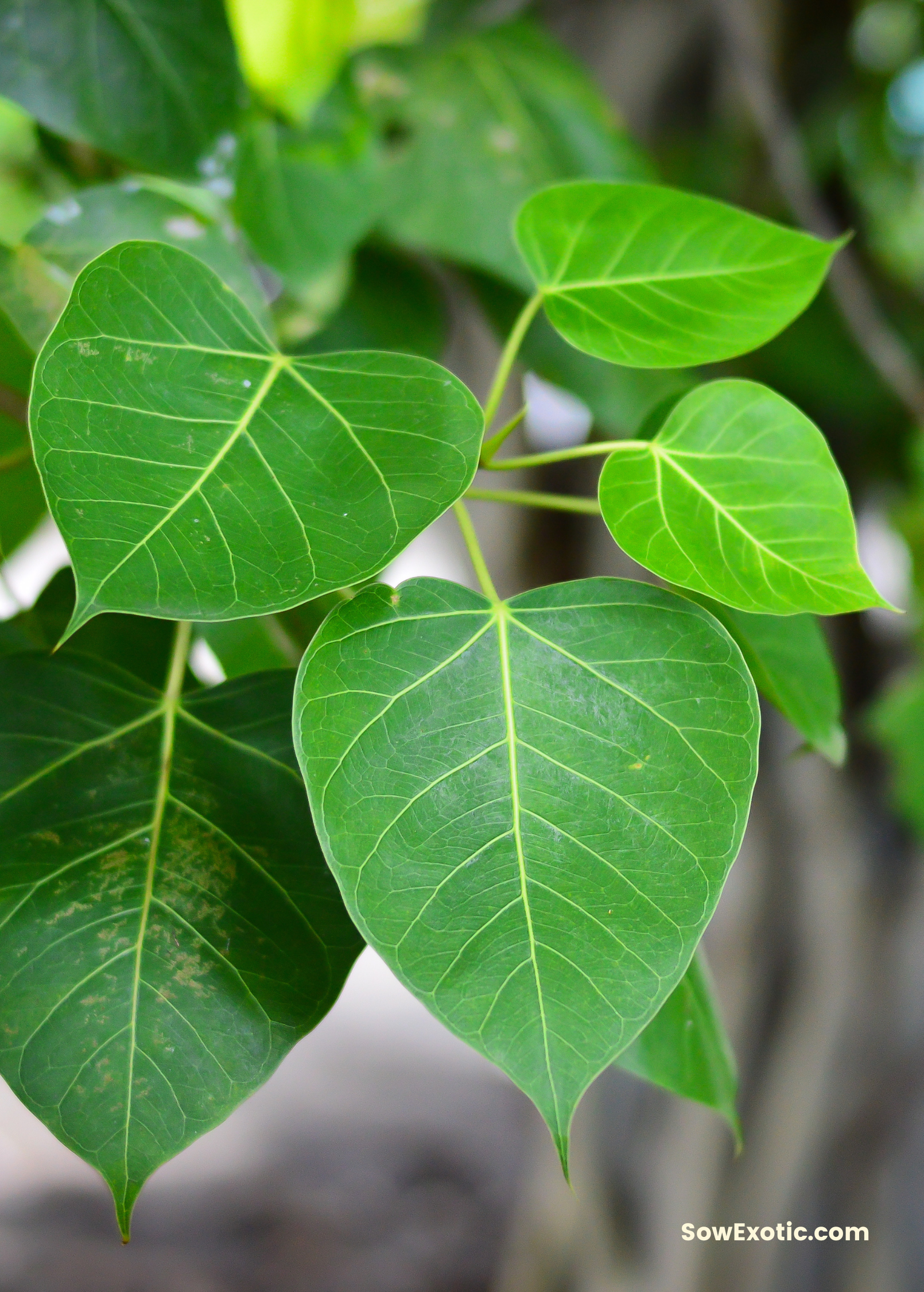 lovehopegrow.com Rock Fig - Thumbnail 2