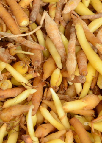 Finger Root ‘Chinese Keys’ (Boesenbergia Rotunda)